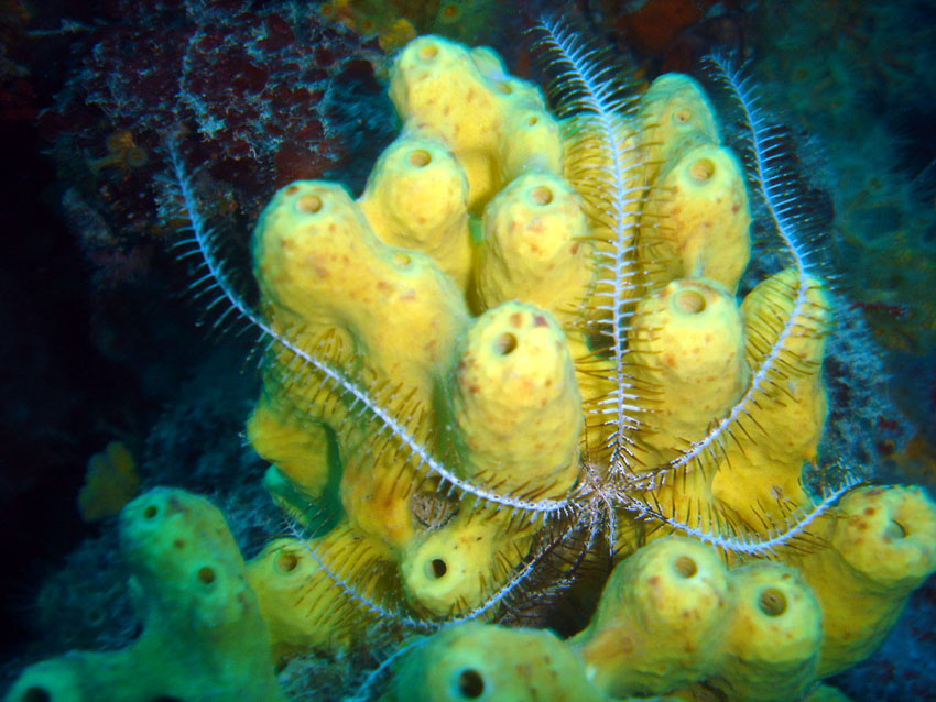 Antedon mediterranea (Lamarck, 1816)